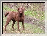 Br�zowy, Chesapeake Bay retriever