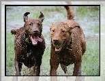 Dwa, mokre, Chesapeake Bay retrievery
